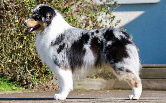 Elevage De Berger Australien Elevage Du Chalet De Fanny A Sermerieu Isere Vente De Chiots Berger Australien Aussies