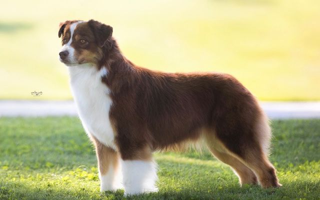 Elevage De Berger Australien Elevage Du Chalet De Fanny A Sermerieu Isere Vente De Chiots Berger Australien Aussies