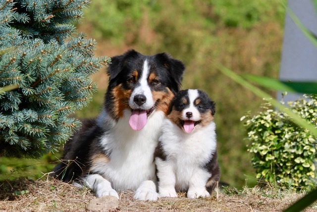 Elevage De Berger Australien Elevage Du Chalet De Fanny A Sermerieu Isere Vente De Chiots Berger Australien Aussies