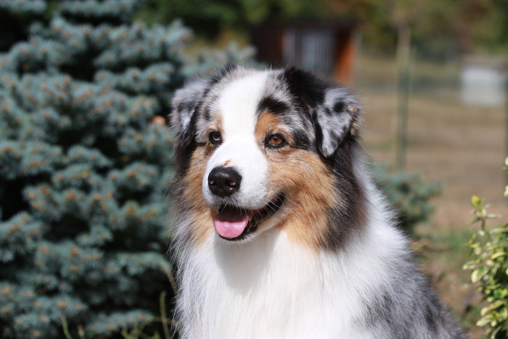 Elevage De Berger Australien Elevage Du Chalet De Fanny A Sermerieu Isere Vente De Chiots Berger Australien Aussies