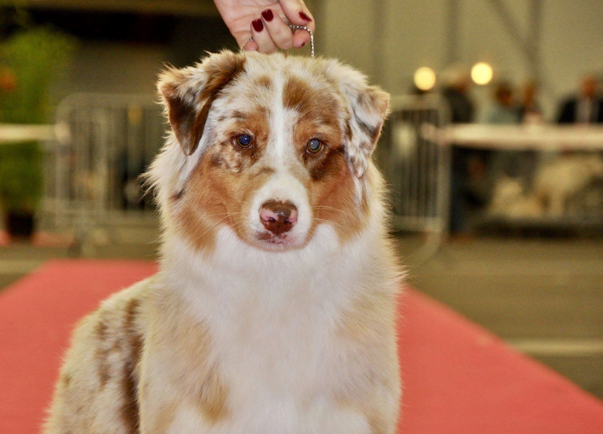 Le Berger Australien Les chiots BAÏA FEMELLE ROUGE MERLE de 2 ans 1/2 est à placer