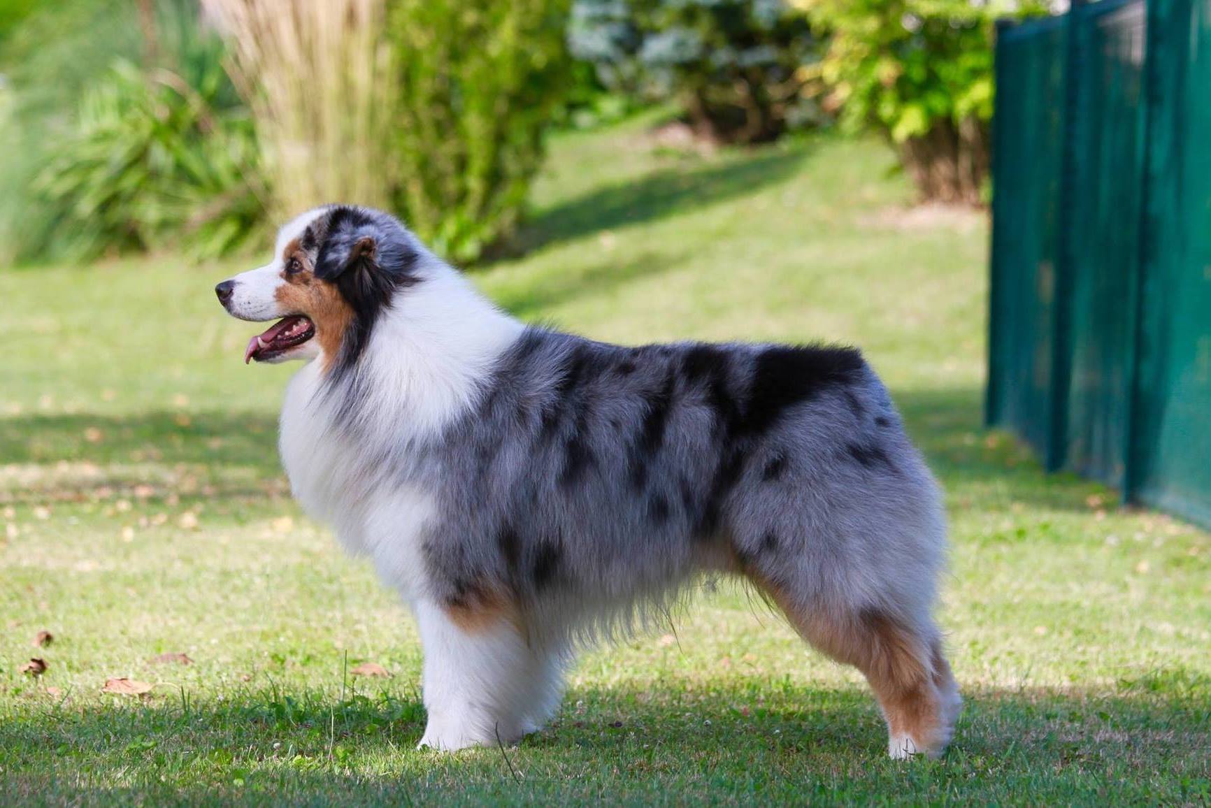 Le Berger Australien Les chiots Portée TWIST & CAMERON